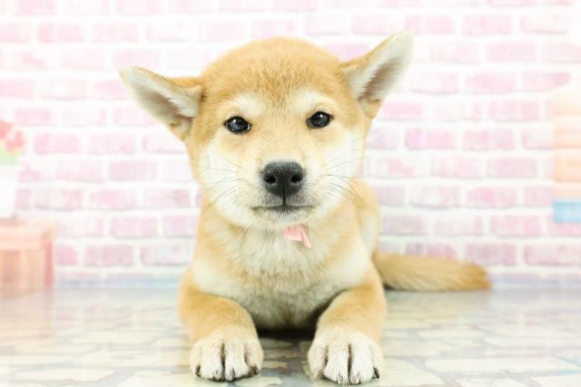 山口県の柴犬(標準サイズ) (Coo&RIKUサンパークあじす店/2023年11月12日生まれ/女の子/赤)の子犬