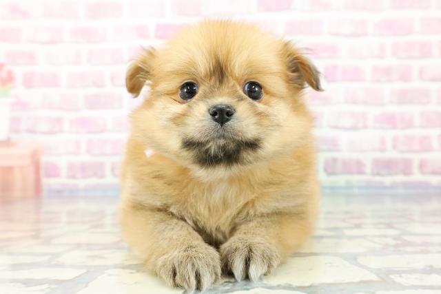 埼玉県のハーフ犬 (Coo&RIKU桶川店/2023年11月13日生まれ/女の子/オレンジ)の子犬