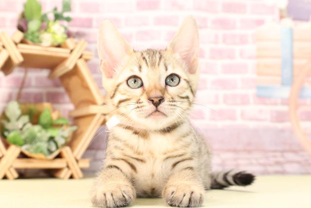 東京都のベンガル (Coo&RIKU中野サンモール店/2023年11月12日生まれ/女の子/ブラウンスポットタビー)の子猫