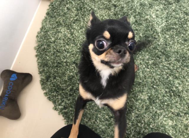 チワワ(スムースコート)