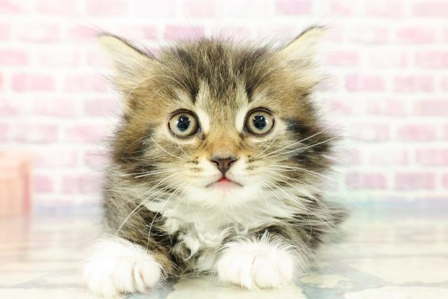 東京都のノルウェージャンフォレストキャット (Coo&RIKU足立本店/2023年11月15日生まれ/女の子/ブラウンタビーホワイト)の子猫