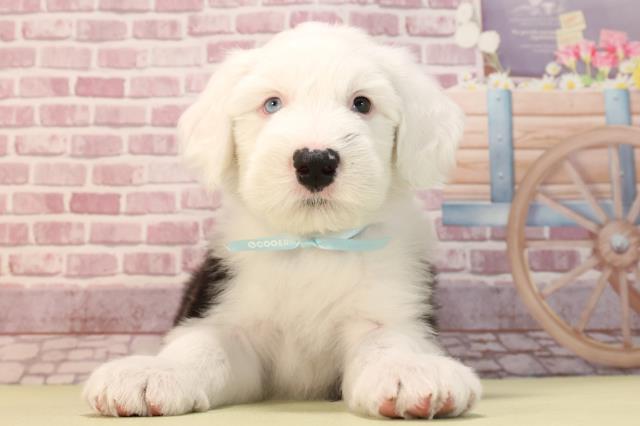 岐阜県のオールドイングリッシュシープドッグ (Coo&RIKU岐阜店/2023年11月8日生まれ/男の子/グレーホワイト)の子犬