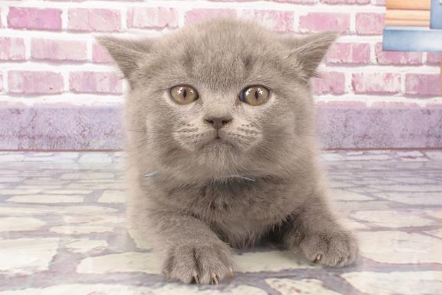 大阪府のブリティッシュショートヘアー (Coo&RIKU高槻店/2023年11月9日生まれ/男の子/ブルー)の子猫