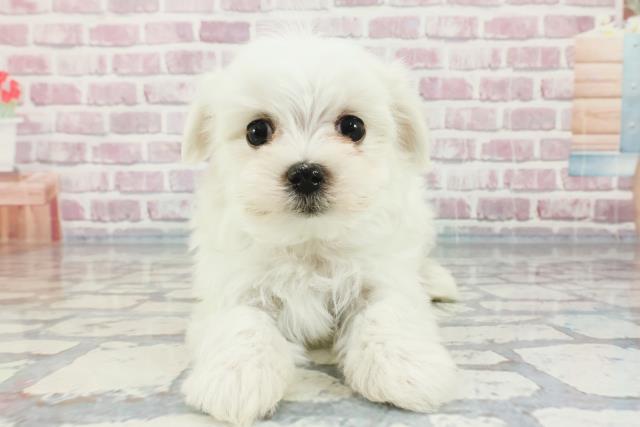 青森県のマルチーズ (Coo&RIKU青森店/2023年11月19日生まれ/女の子/ホワイト)の子犬