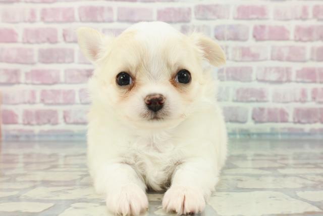東京都のチワワ(ロング) (Coo&RIKU立川店/2023年11月18日生まれ/男の子/クリームホワイト)の子犬