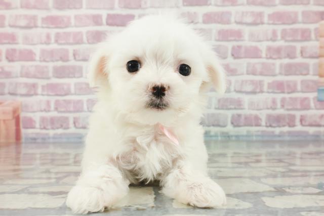 島根県のマルチーズ (Coo&RIKU出雲店/2023年11月19日生まれ/女の子/ホワイト)の子犬