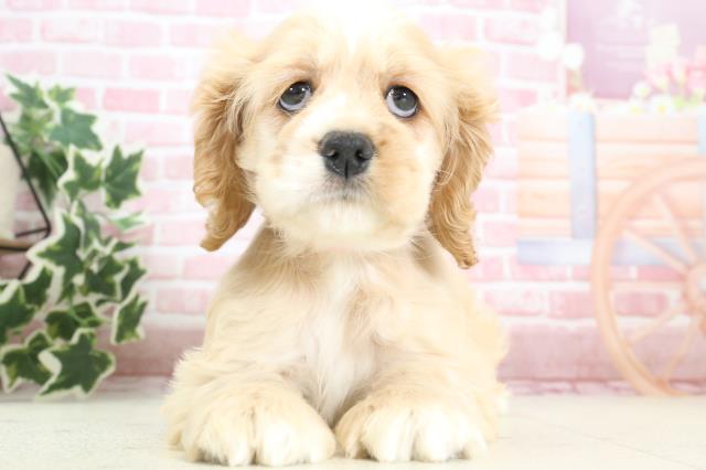 熊本県のアメリカンコッカースパニエル (Coo&RIKUカリーノ菊陽店/2023年11月18日生まれ/女の子/レッドホワイト)の子犬