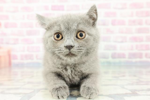 石川県のブリティッシュショートヘアー (Coo&RIKU金沢店/2023年11月19日生まれ/男の子/ブルー)の子猫