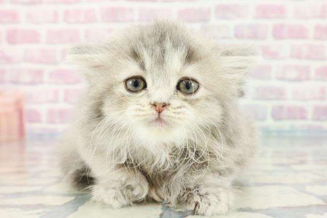 福島県のサイベリアン (Coo&RIKU郡山店/2023年11月20日生まれ/女の子/ブルーパッチドタビー)の子猫