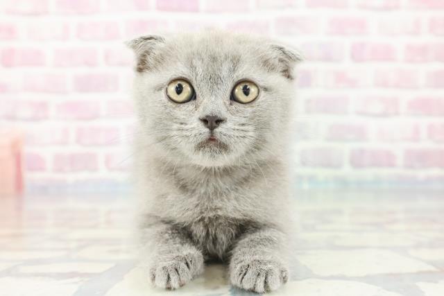千葉県のスコティッシュフォールド (Coo&RIKU東金店/2023年10月29日生まれ/女の子/ブルー)の子猫
