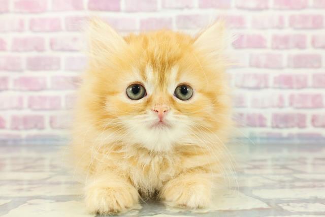 北海道のラガマフィン (Coo&RIKU旭川店/2023年11月14日生まれ/女の子/レッドタビー)の子猫
