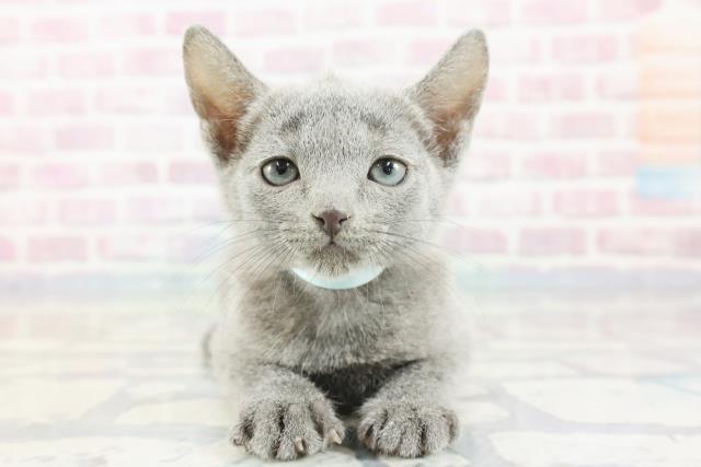 北海道のロシアンブルー (Coo&RIKU北見店/2023年11月13日生まれ/男の子/ブルー)の子猫