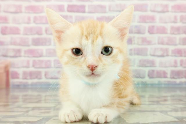 宮城県のマンチカン (Coo&RIKU石巻店/2023年11月8日生まれ/男の子/カメオタビーホワイト)の子猫
