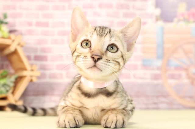 東京都のベンガル (Coo&RIKU大久保店/2023年11月12日生まれ/女の子/ブラウンスポットタビー)の子猫