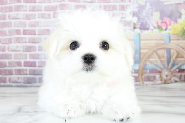青森県のマルチーズ (Coo&RIKU弘前店/2023年11月14日生まれ/女の子/ホワイト(白))の子犬