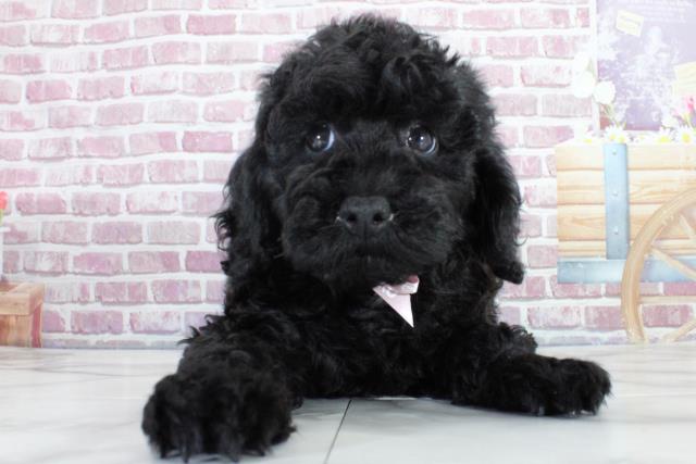 山形県のトイプードル (Coo&RIKU山形店/2023年11月16日生まれ/女の子/ブラック(黒))の子犬