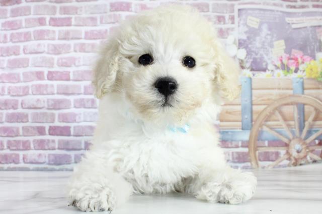 青森県のトイプードル (Coo&RIKU青森店/2023年11月20日生まれ/男の子/ホワイト(白))の子犬