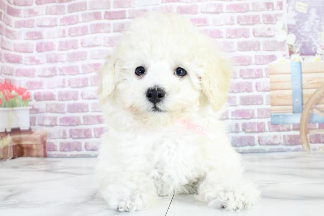 青森県のトイプードル (Coo&RIKU弘前店/2023年11月20日生まれ/女の子/ホワイト(白))の子犬