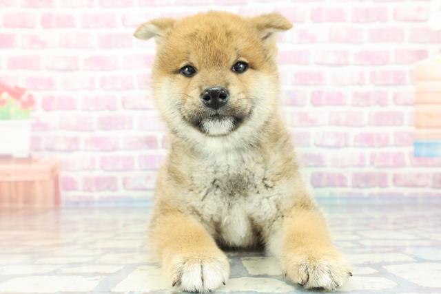 鳥取県の柴犬(標準サイズ) (Coo&RIKUラ・ムー鳥取東店/2023年11月20日生まれ/男の子/赤)の子犬