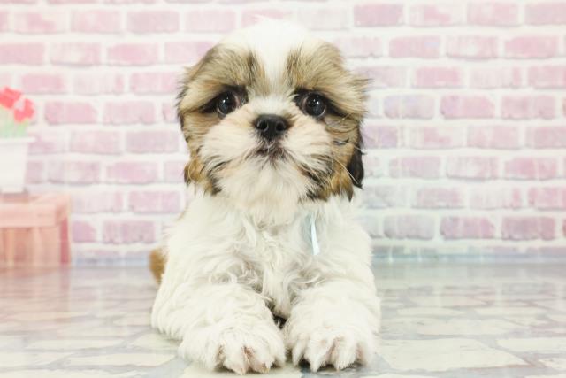 千葉県のシーズー (Coo&RIKUフレスポ稲毛店/2023年11月20日生まれ/男の子/ゴールドホワイト)の子犬
