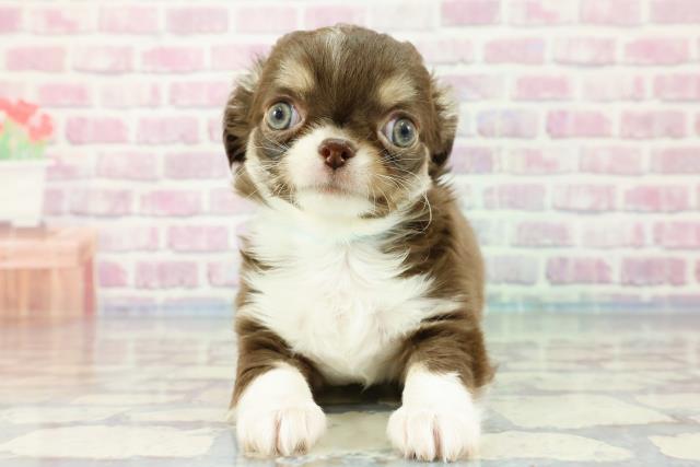 神奈川県のチワワ(ロング) (Coo&RIKU江の島店/2023年11月12日生まれ/男の子/チョコレートタンホワイト)の子犬