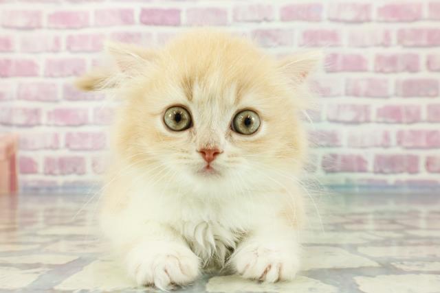 東京都のスコティッシュフォールド (Coo&RIKU東久留米店/2023年11月14日生まれ/男の子/クリームタビーホワイト)の子猫