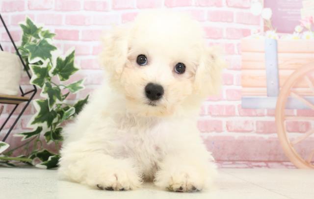 熊本県のビションフリーゼ (Coo&RIKU熊本店/2023年11月20日生まれ/男の子/ホワイト)の子犬