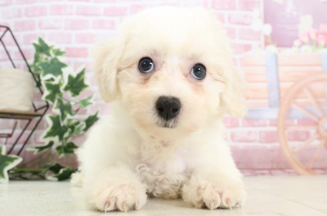 鹿児島県のビションフリーゼ (Coo&RIKU鹿児島店/2023年11月20日生まれ/女の子/ホワイト(白))の子犬