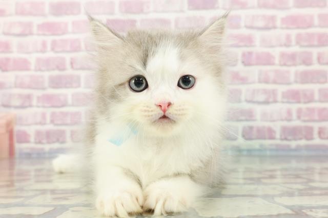 福島県のラガマフィン (Coo&RIKU福島店/2023年11月22日生まれ/男の子/ブルータビーホワイト)の子猫