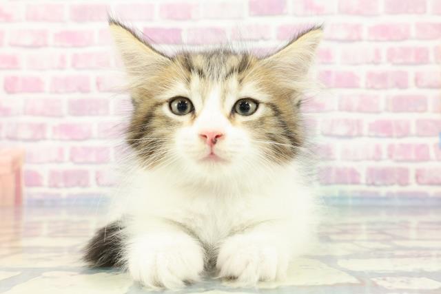 熊本県のノルウェージャンフォレストキャット (Coo&RIKU宇土シティモール店/2023年11月22日生まれ/女の子/ブラウンタビーホワイト)の子猫