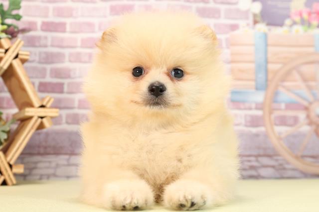 神奈川県のポメラニアン (Coo&RIKU横浜青葉店/2023年11月21日生まれ/男の子/クリーム)の子犬