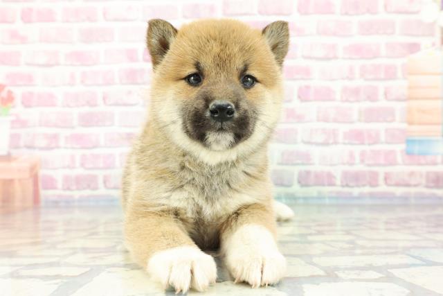 千葉県の柴犬(標準サイズ) (Coo&RIKU若葉都賀店/2023年11月23日生まれ/女の子/赤)の子犬