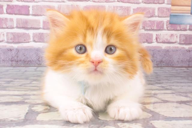 福島県のスコティッシュフォールド (Coo&RIKUいわき店/2023年11月22日生まれ/男の子/レッドタビーホワイト)の子猫