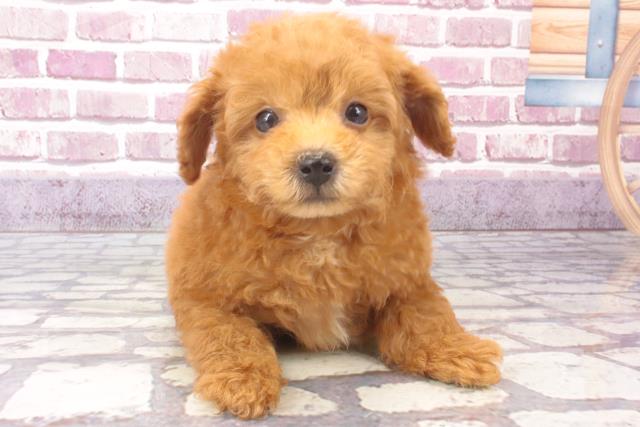 兵庫県のトイプードル(トイ) (Coo&RIKU丹波店/2023年11月20日生まれ/男の子/レッド)の子犬