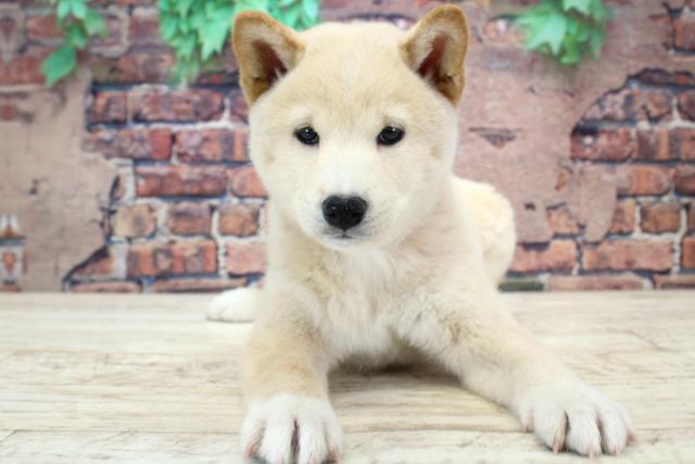 北海道の柴犬(標準サイズ) (Coo&RIKU室蘭店/2023年11月18日生まれ/女の子/淡赤)の子犬