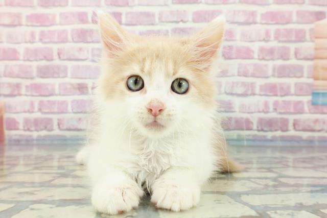 神奈川県のメインクーン (Coo&RIKU横須賀店/2023年11月22日生まれ/男の子/クリームタビーホワイト)の子猫