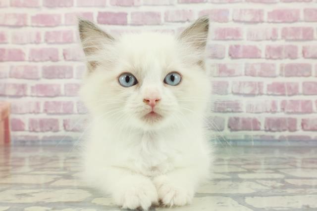 北海道のラグドール (Coo&RIKU帯広店/2023年11月26日生まれ/男の子/ブルーポイントバイカラー)の子猫