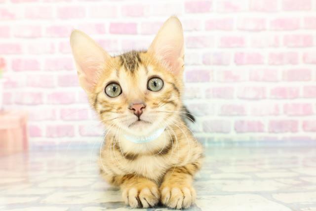 北海道のベンガル (Coo&RIKU帯広店/2023年11月8日生まれ/男の子/ブラウンスポットタビー)の子猫
