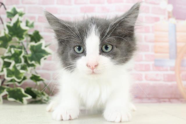 愛媛県のノルウェージャンフォレストキャット (Coo&RIKU大洲店/2023年11月14日生まれ/男の子/ブルーホワイト)の子猫