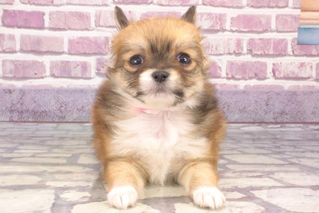 徳島県のチワワ(ロング) (Coo&RIKU徳島店/2023年11月25日生まれ/女の子/レッドホワイト)の子犬
