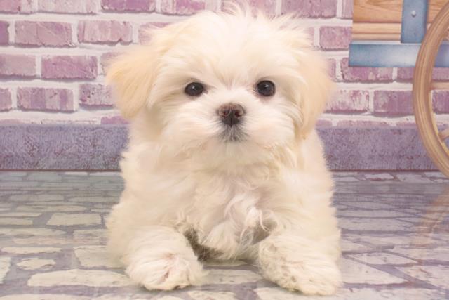高知県のマルチーズ (Coo&RIKUのいち店/2023年11月21日生まれ/女の子/ホワイト(白))の子犬