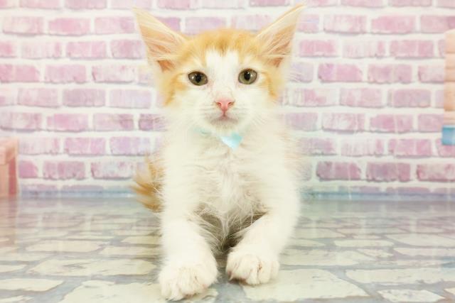 高知県のメインクーン (Coo&RIKU高知御座店/2023年11月18日生まれ/男の子/レッドタビーホワイト)の子猫