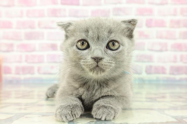 東京都のスコティッシュフォールド (Coo&RIKU福生店/2023年11月25日生まれ/男の子/ブルータビー)の子猫