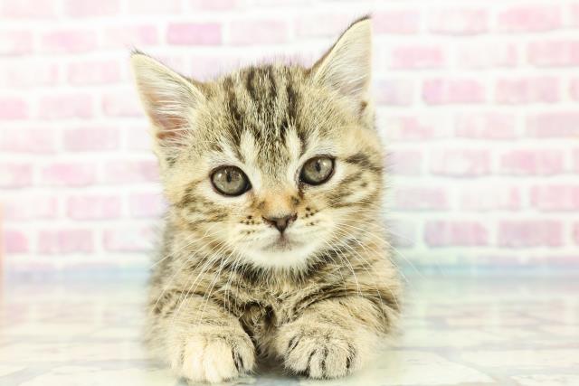 東京都のアメリカンショートヘアー (Coo&RIKU阿佐ヶ谷店/2023年11月25日生まれ/女の子/ブラウンパッチドタビー)の子猫