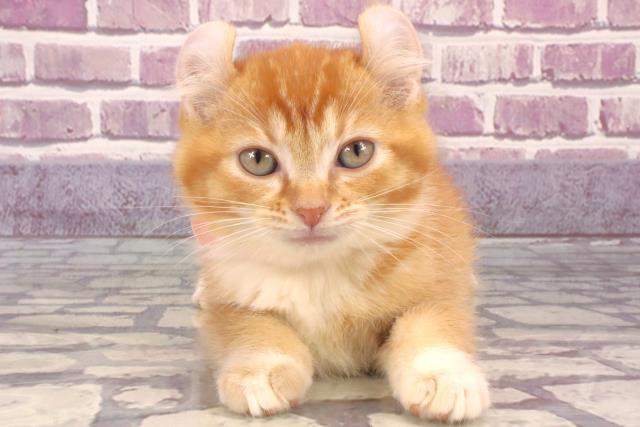 東京都のアメリカンカール (Coo&RIKU大久保店/2023年11月26日生まれ/女の子/レッドタビーホワイト)の子猫