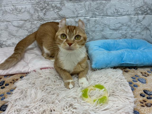 アメリカンカール