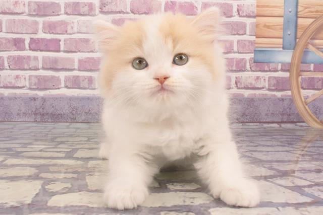 奈良県のスコティッシュフォールド (Coo&RIKU奈良新庄店/2023年11月26日生まれ/男の子/クリームホワイト)の子猫