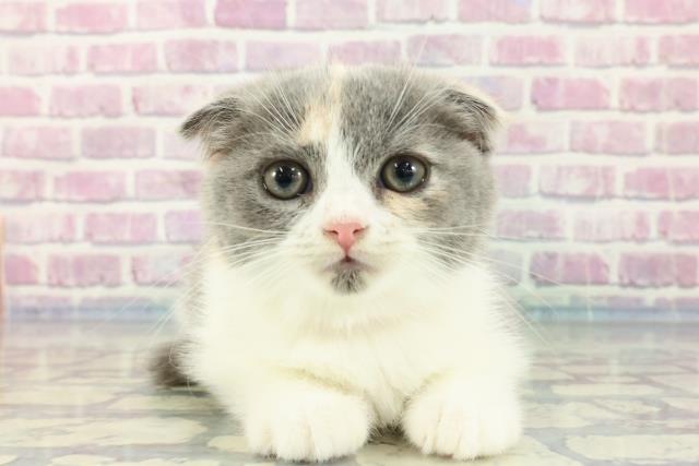 茨城県のスコティッシュフォールド (Coo&RIKU筑西店/2023年11月23日生まれ/女の子/ダイリュートキャリコ)の子猫