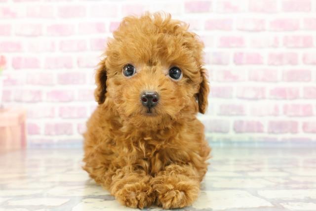 石川県のトイプードル(トイ) (Coo&RIKU金沢店/2023年11月28日生まれ/女の子/レッド)の子犬