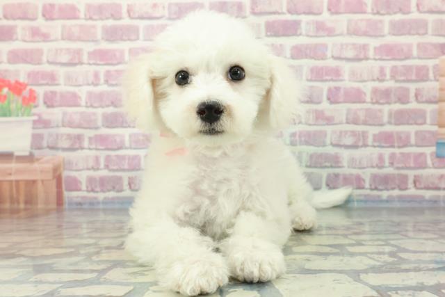 神奈川県のビションフリーゼ (Coo&RIKU横須賀店/2023年11月12日生まれ/女の子/ホワイト(白))の子犬